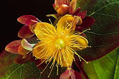 《最终幻想14》免费试玩恢复 7.0版本将大修视觉效果